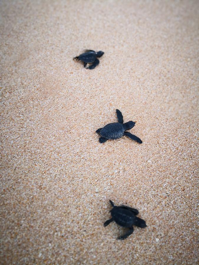 Lanka Eco Village Unawatuna Eksteriør billede